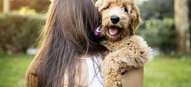 Dog ownership linked to lower mortality, says new study