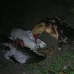 Enormous Crab Attacking And Devouring Bird (Video)