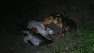 Enormous Crab Attacking And Devouring Bird (Video)