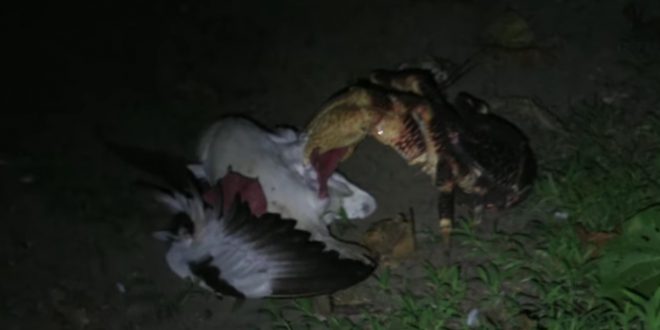 Enormous Crab Attacking And Devouring Bird (Watch)