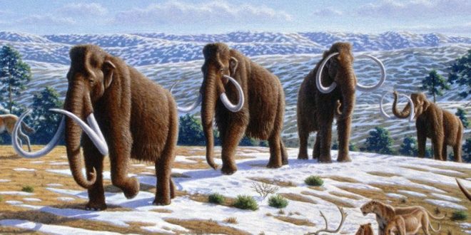 Male mammoths were good at falling in holes, says new research