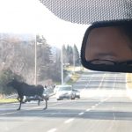 Moose on the loose near Buttonville airport (Photo)