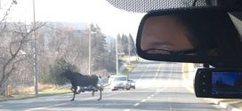 Moose on the loose near Buttonville airport (Photo)