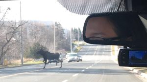 Moose on the loose near Buttonville airport (Photo)