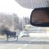 Moose on the loose near Buttonville airport (Photo)