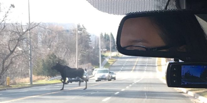 Moose on the loose near Buttonville airport (Photo)