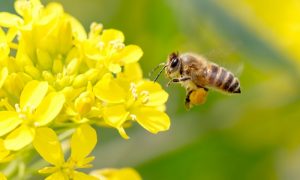 Pesticides stop bees buzzing and releasing pollen, says new research