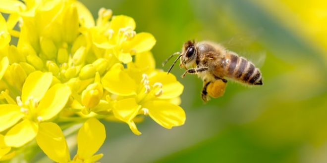 Pesticides stop bees buzzing and releasing pollen, says new research