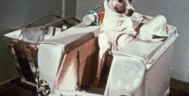 Remembering Laika the Dog's Trip to Space
