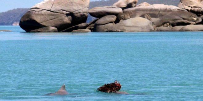 Research finds male dolphins offer gifts to potential female mates