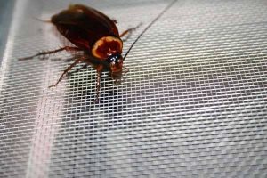 Research shows preferred spots for household insects