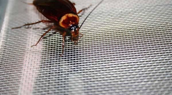 Research shows preferred spots for household insects