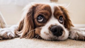 Researchers Say Dogs Are Attracted to Smiling Human Faces