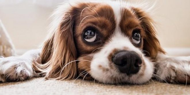 Researchers Say Dogs Are Attracted to Smiling Human Faces