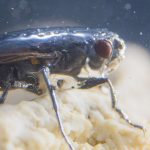 Researchers Solve the Mystery of America's Scuba-diving Fly