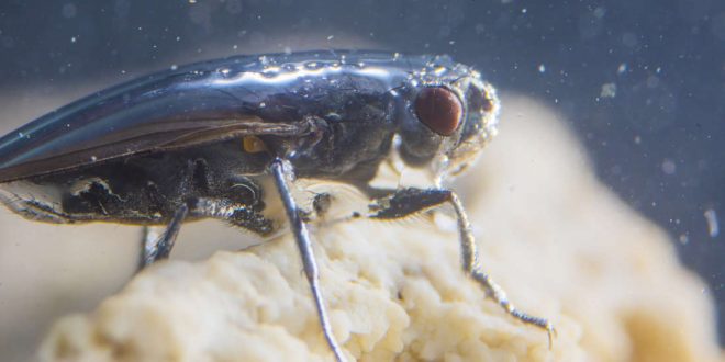 Researchers Solve the Mystery of America’s Scuba-diving Fly