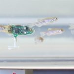 Researchers develop tiny 'robot' to spy on fish (Video)