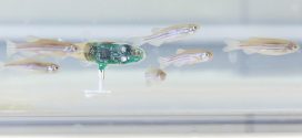 Researchers develop tiny 'robot' to spy on fish (Video)