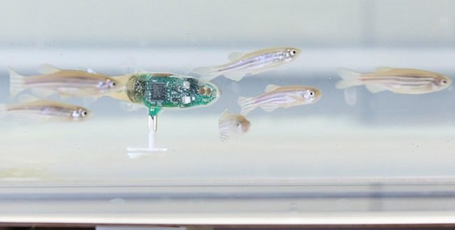 Researchers develop tiny ‘robot’ to spy on fish (Video)