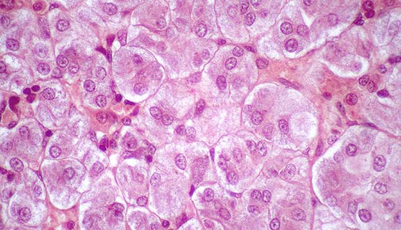Researchers found effective method of preserving cells, tissues
