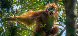 Researchers identify third new orangutan species in Indonesia