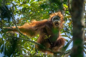 Researchers identify third new orangutan species in Indonesia