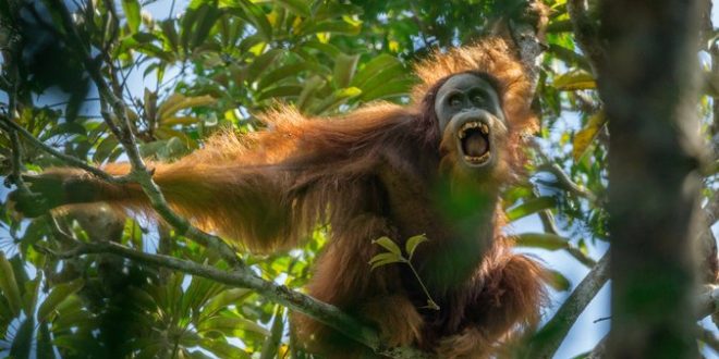 Researchers identify third new orangutan species in Indonesia