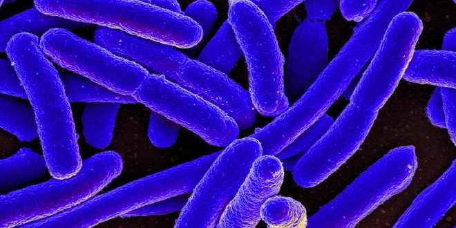 Researchers send E. coli bacteria to space for rare experiment