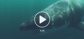 Shark attacks man on Pebble Beach (Video)