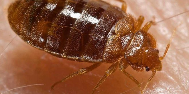 Study: Are cities affecting evolution?