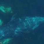 Whales migrate thousands of miles to scratch an itch (Video)
