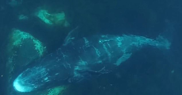 Whales migrate thousands of miles to scratch an itch (Video)