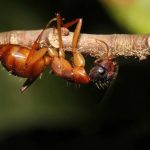 Zombie Ants Are as Horrific as You Would Expect Them to Be