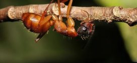 Zombie Ants Are as Horrific as You Would Expect Them to Be