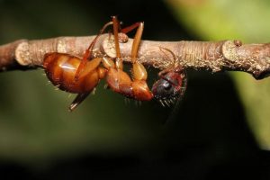 Zombie Ants Are as Horrific as You Would Expect Them to Be