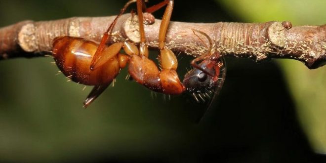 Zombie Ants Are as Horrific as You Would Expect Them to Be