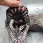 ‘Living fossil’ frilled shark caught off Algarve coast (Photo)