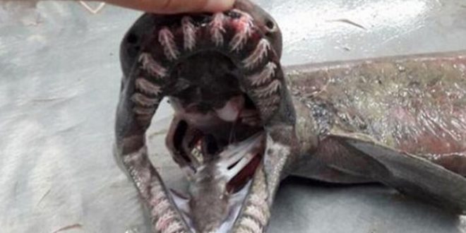 Dinosaur-era shark caught off Algarve coast (Photo)