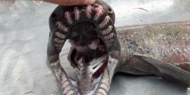 ‘Living fossil’ frilled shark caught off Algarve coast (Photo)