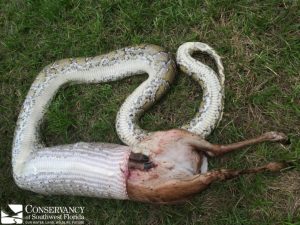 Python devours deer at Collier Seminole State Park (Photo)