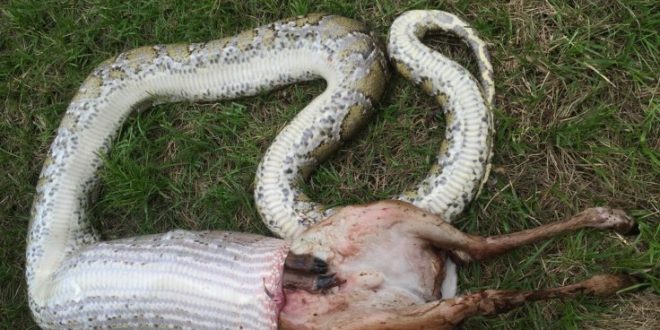 Python devours deer in record-breaking meal (Picture)