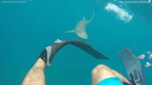 Man Attacked by Shark at Hawaii's Kukio Beach (Watch)