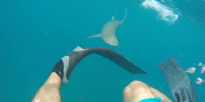 Man Attacked by Shark at Kukio Beach in Hawaii (Watch)