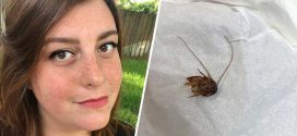 NOPE! Florida woman finds cockroach in her ear