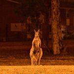 Australian wildfires animals dead, fires kill half a billion animals