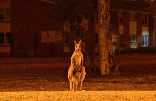 Australian wildfires animals dead, fires kill half a billion animals