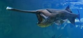 Chinese paddlefish extinct, giant species has been declared extinct