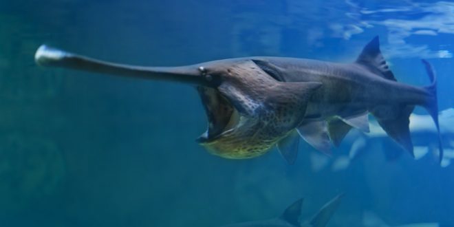 Chinese paddlefish extinct, giant species has been declared extinct