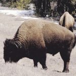 Yellowstone to half reopen, amid COVID-19 self-quarantine differences between states