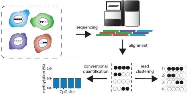 Novel software reveals molecular barcodes that distinguish different cell types (Study)